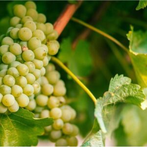 انگور سفید بی دانه Fresh مقدار 500 گرم