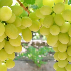 انگور سفید بی دانه Fresh مقدار 500 گرم