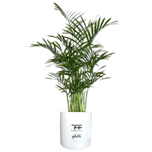 گل طبیعی شامادورا تافکو کد 2028