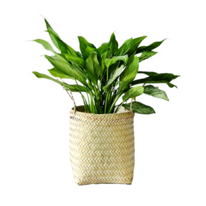 گیاه طبیعی آگلونما نقره ای کد 016